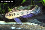dicrossus maculatus dicrossus maculatus