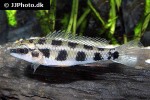 dicrossus maculatus dicrossus maculatus