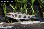 dicrossus maculatus dicrossus maculatus