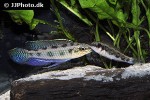 dicrossus maculatus dicrossus maculatus