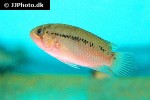 ivanacara adoketa ivanacara adoketa