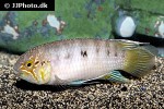 ivanacara adoketa ivanacara adoketa