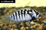ivanacara adoketa ivanacara adoketa