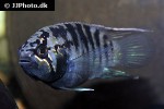 ivanacara adoketa ivanacara adoketa