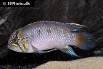 ivanacara adoketa ivanacara adoketa