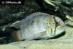 ivanacara adoketa ivanacara adoketa