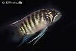 ivanacara adoketa ivanacara adoketa