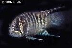ivanacara adoketa ivanacara adoketa