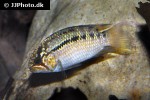 ivanacara adoketa ivanacara adoketa