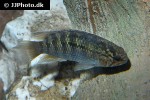 ivanacara adoketa ivanacara adoketa