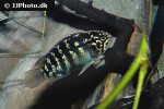 ivanacara adoketa ivanacara adoketa