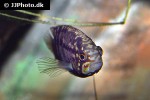 ivanacara adoketa ivanacara adoketa