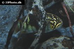 ivanacara adoketa ivanacara adoketa