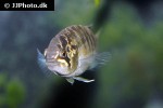ivanacara adoketa ivanacara adoketa
