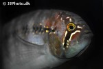 ivanacara adoketa ivanacara adoketa