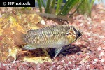 ivanacara adoketa ivanacara adoketa