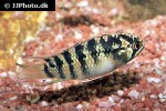 ivanacara adoketa ivanacara adoketa