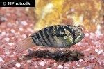 ivanacara adoketa ivanacara adoketa