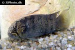 ivanacara adoketa ivanacara adoketa