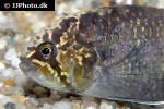 ivanacara adoketa ivanacara adoketa