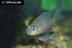 mikrogeophagus altispinosus mikrogeophagus altispinosus