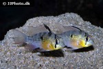 mikrogeophagus altispinosus mikrogeophagus altispinosus