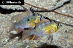 mikrogeophagus altispinosus mikrogeophagus altispinosus