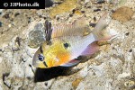 mikrogeophagus altispinosus mikrogeophagus altispinosus