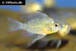 mikrogeophagus altispinosus mikrogeophagus altispinosus