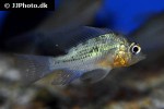 mikrogeophagus altispinosus mikrogeophagus altispinosus