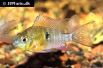 mikrogeophagus altispinosus mikrogeophagus altispinosus