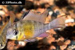mikrogeophagus altispinosus mikrogeophagus altispinosus