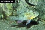 mikrogeophagus altispinosus mikrogeophagus altispinosus