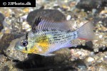 mikrogeophagus altispinosus mikrogeophagus altispinosus