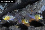 mikrogeophagus altispinosus mikrogeophagus altispinosus