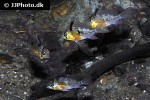mikrogeophagus altispinosus mikrogeophagus altispinosus