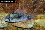 mikrogeophagus maculicauda mikrogeophagus maculicauda