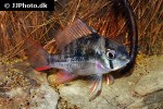 mikrogeophagus maculicauda mikrogeophagus maculicauda