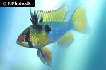 mikrogeophagus ramirezi mikrogeophagus ramirezi