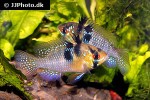 mikrogeophagus ramirezi mikrogeophagus ramirezi