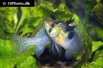 mikrogeophagus ramirezi mikrogeophagus ramirezi