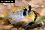 mikrogeophagus ramirezi mikrogeophagus ramirezi