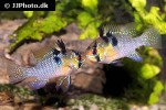 mikrogeophagus ramirezi mikrogeophagus ramirezi