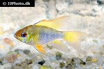 mikrogeophagus ramirezi mikrogeophagus ramirezi