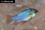 mikrogeophagus ramirezi mikrogeophagus ramirezi