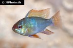 mikrogeophagus ramirezi mikrogeophagus ramirezi