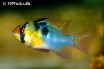 mikrogeophagus ramirezi mikrogeophagus ramirezi