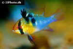 mikrogeophagus ramirezi mikrogeophagus ramirezi