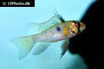 mikrogeophagus ramirezi mikrogeophagus ramirezi