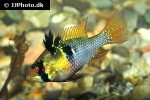 mikrogeophagus ramirezi mikrogeophagus ramirezi